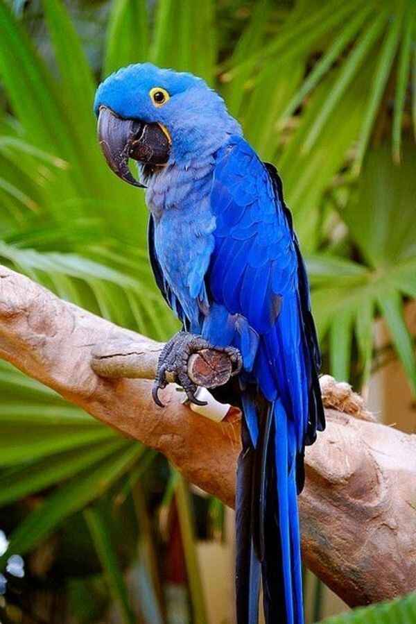 Beautiful Parrots 
