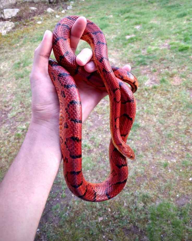  snake pet