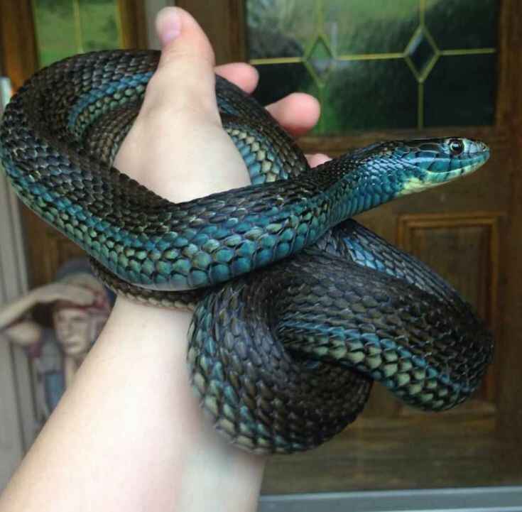 Best 10 snake pet Breeds