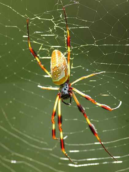 pet Spiders